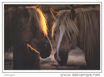 HORSES / PFERDE / CHEVAUX /  POSTCARD UNUSED  ( H  1776 ) - Pferde