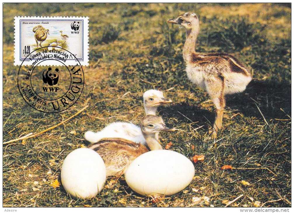 URUGUAY - WWF Maximumkarte 1993 NANDU, Karte Mit Zugehöriger Marke - Lettres & Documents