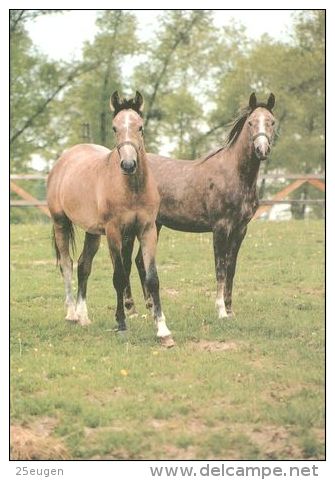 HORSES / PFERDE / CHEVAUX /  POSTCARD UNUSED SIZE XL   ( H  1913 ) - Pferde