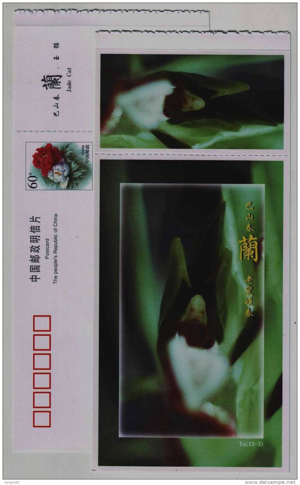 Spring-extolling Old Man Wild Orchid,Ta13-3,China Qinba Mountains Rare Wildlife Plants Series 1 Advert Pre-stamped Card - Orchids