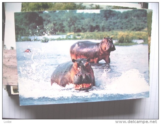 Hippopotames Nijlpaard Nilpferd Hippopotame - Hippopotamuses