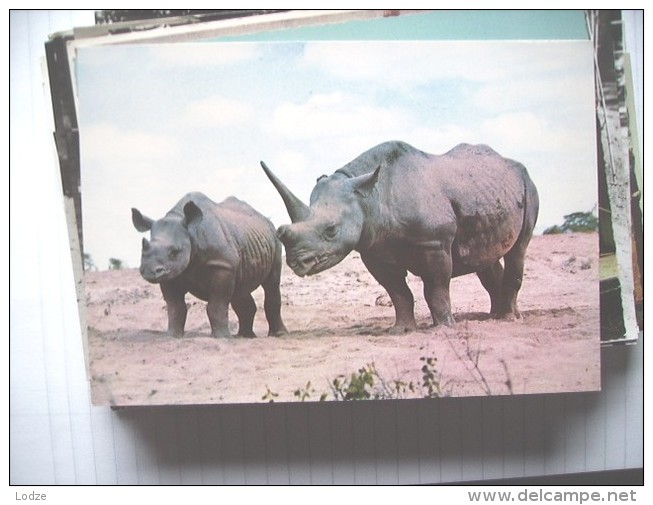 Rhinocéros Nashorn Rhino - Rhinoceros