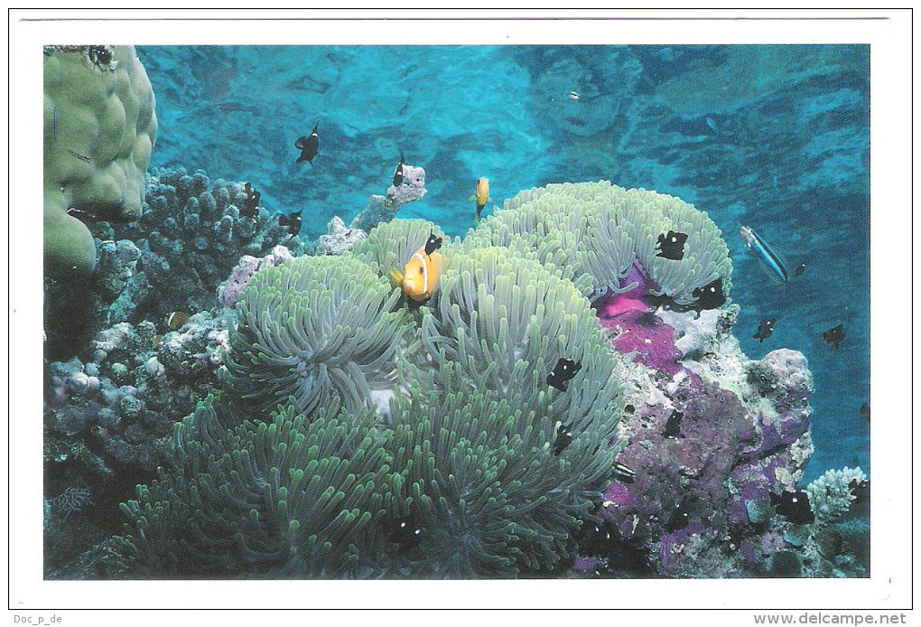 Maldiven - Maldives - Coral Reef - Underwater Sea Life - Fish -  Nice Stamp - Maldiven