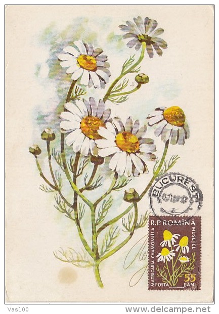 MEDICINAL PLANTS, CHAMOMILE FLOWERS, CM, MAXICARD, CARTES MAXIMUM, 1959, ROMANIA - Plantas Medicinales