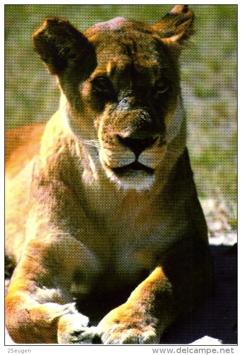 LIONS  Postcard Unused   ( Z 856 ) - Lions