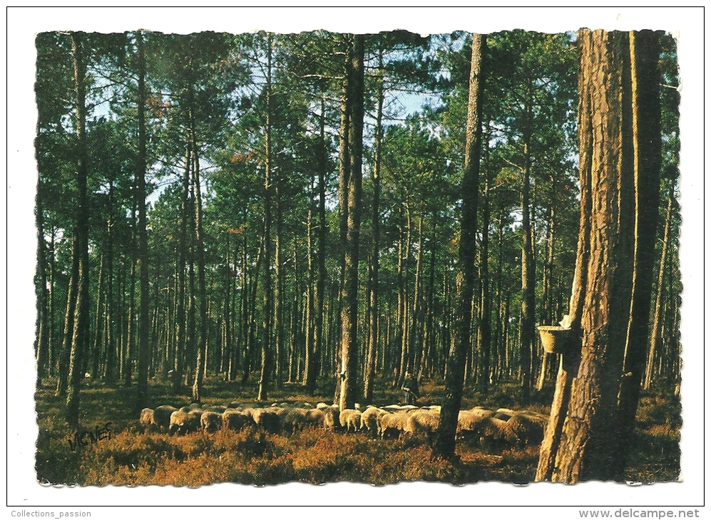 Cp, Agriculture, Landes, Moutons En Forêt - Crías