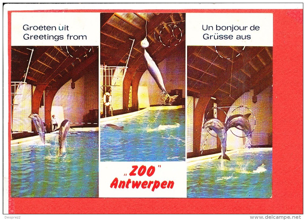 DAUPHIN ZOO ANTWERPEN Cp Multivues - Dauphins