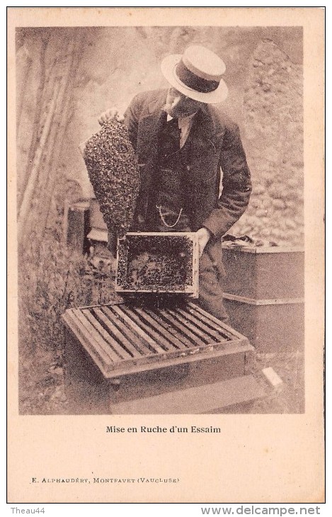 ¤¤  -  MONTFAVET  -  Mise En Ruche D´un Essaim  -  Apiculteur , Miel , Abeilles , Apiculture  -  ¤¤ - Autres & Non Classés