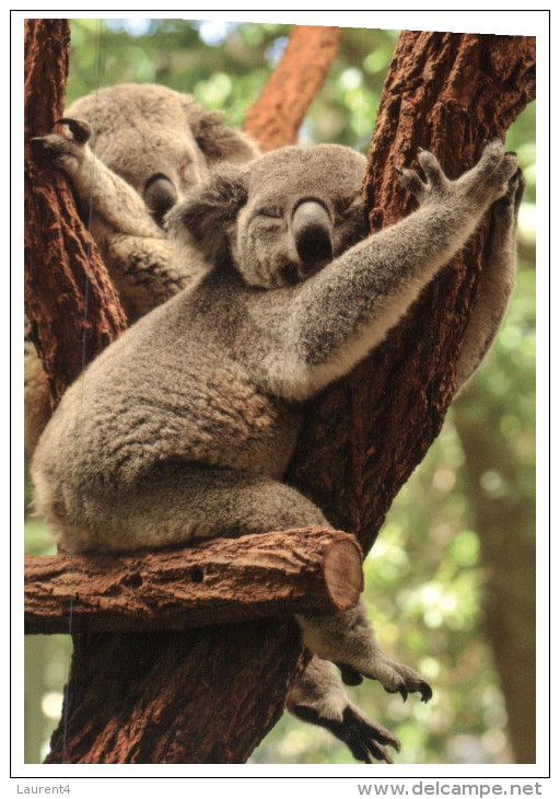 (789) Koala Bear - Ours Koala - Ours
