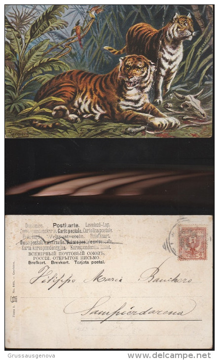 1951) TIGRI DELLA MALESIA VIAGGIATA 1902 PROBABILE ILLUSTRATORE PERLBERG PIEGA A DESTRA E PICCOLE ABRASIONI AL RETRO - Tigers