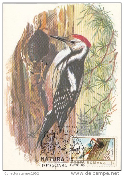 29779- BIRDS, WOODPECKER, MAXIMUM CARD, 1985, ROMANIA - Spechten En Klimvogels