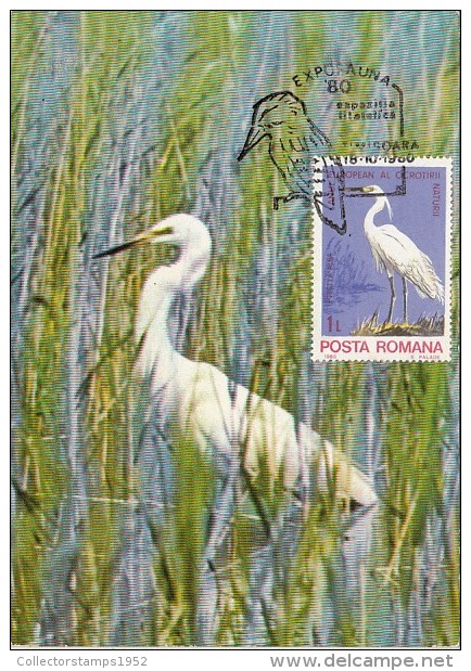 29780- BIRDS, GREAT EGRET, MAXIMUM CARD, 1985, ROMANIA - Pelicans