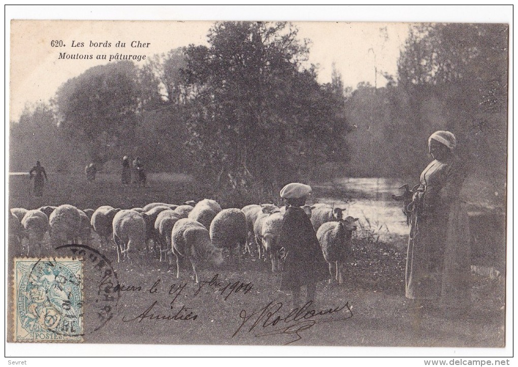 Les Bords Du Cher. -  Moutons Au Pâturage. Beau Cliché - Viehzucht