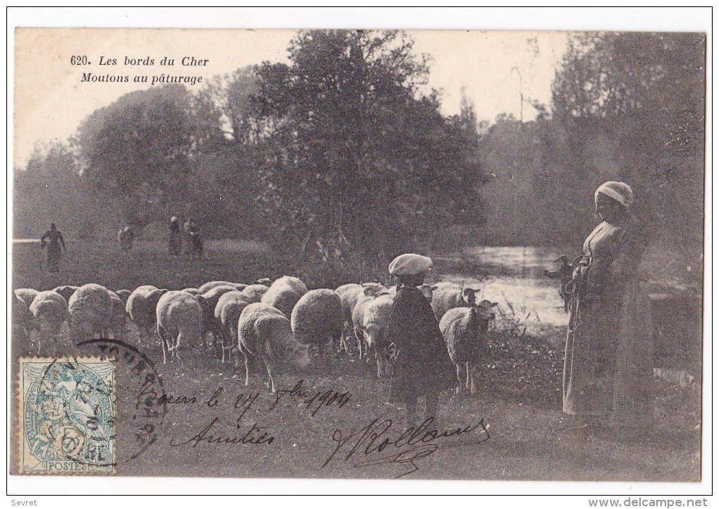 Les Bords Du Cher. -  Moutons Au Pâturage. Beau Cliché - Allevamenti