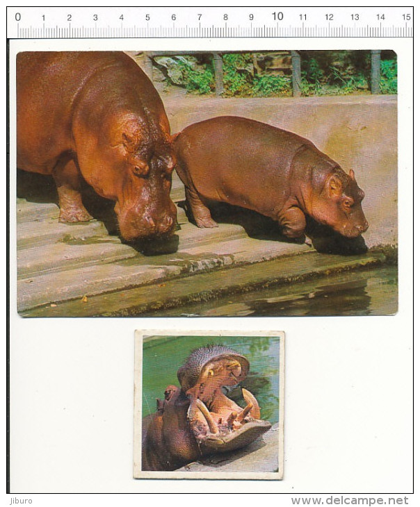 Lot Hippopotame Hippopotamus Hippo Animal / CP/GF - Flusspferde