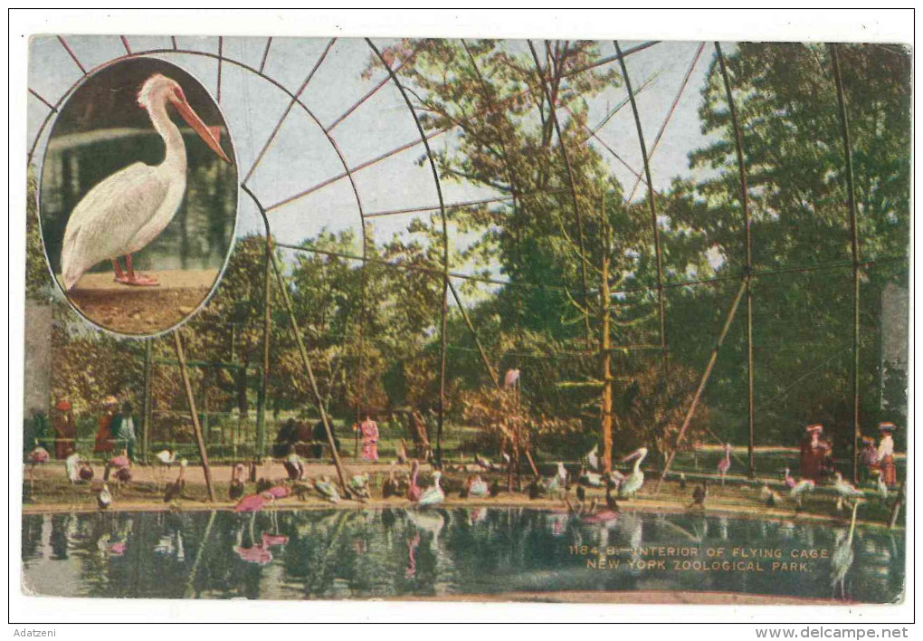 FRA CARTOLINA POST CARD STATI UNITI D’AMERICA U.S.A. UNITED STATES OF AMERICA NEW YORK – INTERIOR OF FLYING CAGE ZOOLOGI - Parken & Tuinen