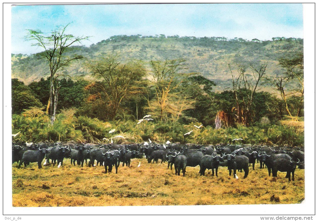 Tanzania - Buffalo Herd And Egrets In Manyara Game Park - Nice Fish Stamp - Tansania