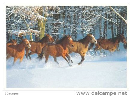 HORSES / PFERDE / CHEVAUX /  POSTCARD UNUSED SIZE XL  ( H  2042 ) - Pferde