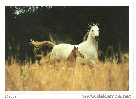 HORSES / PFERDE / CHEVAUX /  POSTCARD UNUSED SIZE XL  ( H  2074 ) - Pferde