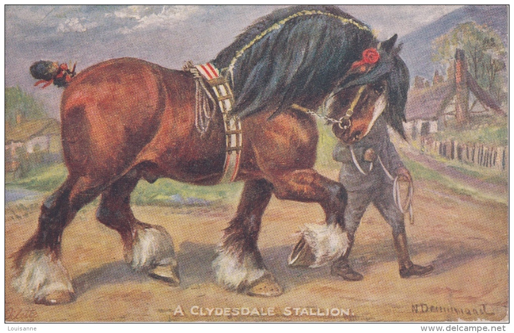 A  CLYDESDALE  STALLION   ( Signé Illisible ) - Sonstige & Ohne Zuordnung