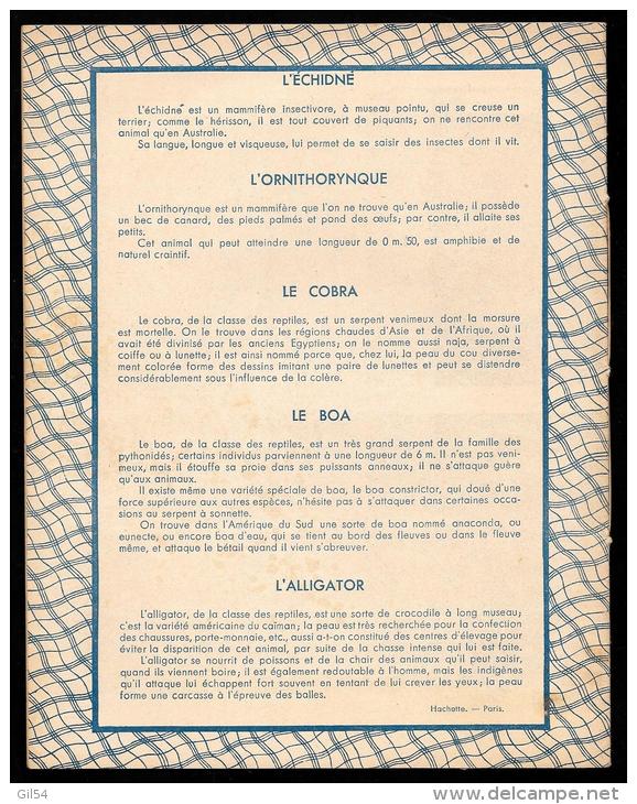 Cahier D'école Ancien Illustré   Année 1937   - L'echidné - L'ornithorinque - Le Cobra - Le Boa - L'alligator   VIFG0309 - Protège-cahiers