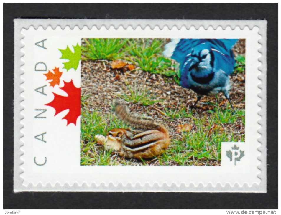 FIGHT OVER PEANUT, BLUE JAY, Picture Postage MNH Stamp Canada 2015 [p15/10sn3] - Songbirds & Tree Dwellers