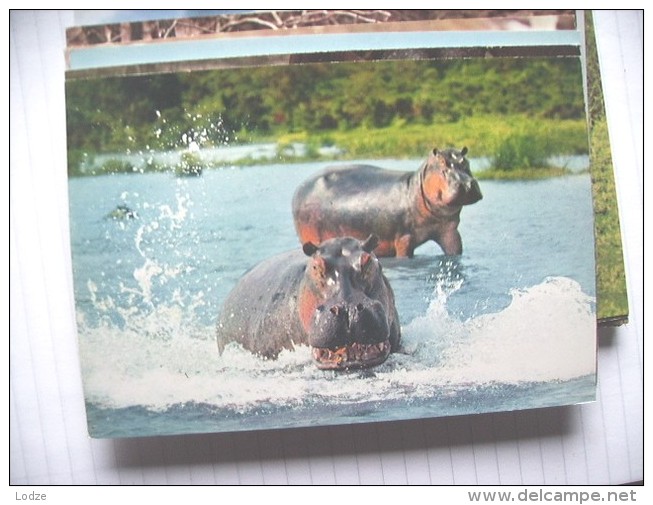 Africa Nijlpaarden Hippopotames Hippopotamus - Flusspferde