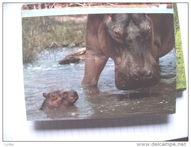 Africa Mamma Nijlpaarden Hippopotames Hippopotamus With Young - Flusspferde