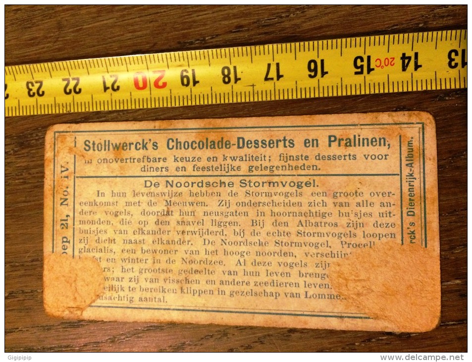 ANCIEN CHROMO CHOCOLAT STOLLWERCK FRERES DE NOORDSCHE STORMVOGEL - Autres & Non Classés