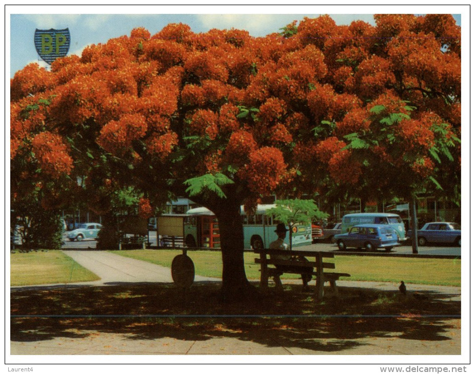 (644) Australia - QLD - Poinciana Tree - Arbres