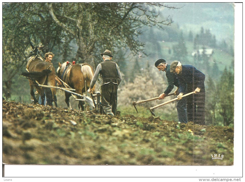 LABOURS   Attelage Et Paysans Au Travail - Teams