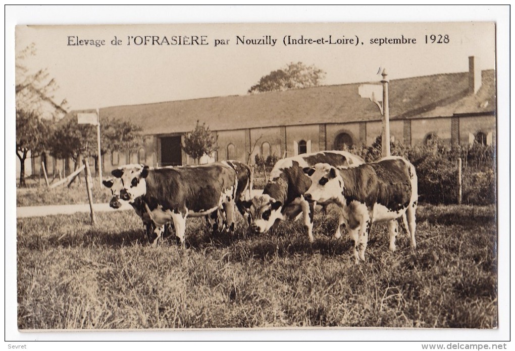 Elevage De L'OFRASIERE Par Nouzilly, Septembre 1928. Vaches Beau Plan. Carte RARE - Viehzucht