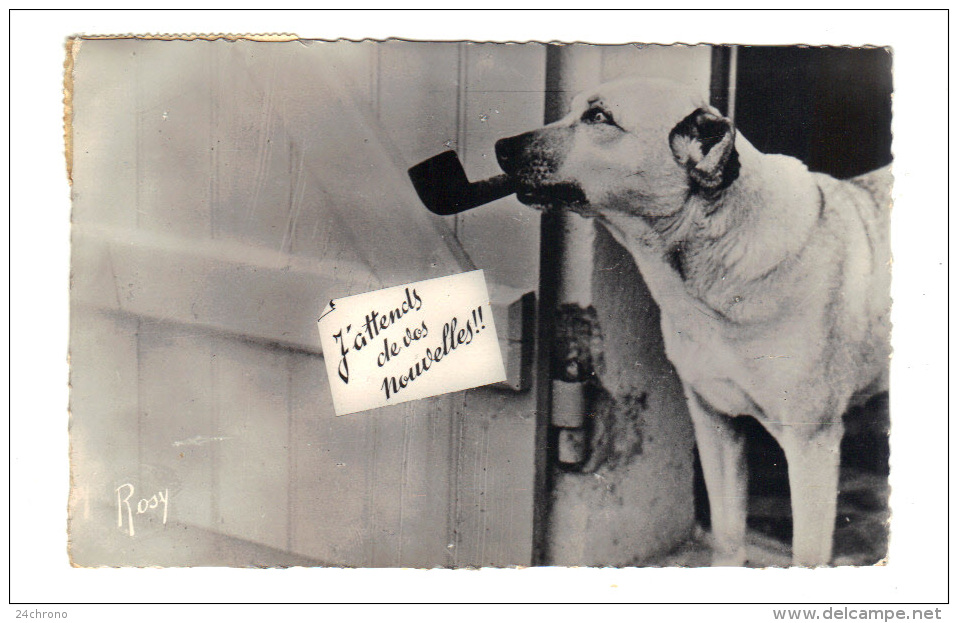 Carte Postale Representant Un Chien Fumant La Pipe, J' Attends De Vos Nouvelles, En Vacances (15-3203) - Documents