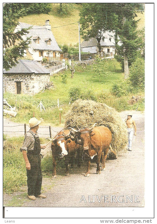 AUVERGNE   ATTELAGE DE BOEUFS  Foins - Teams