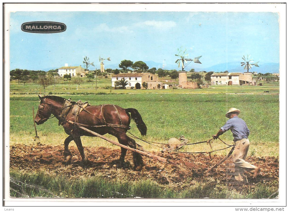 AGRICULTEUR MALLORCAIN  Labour - Equipaggiamenti