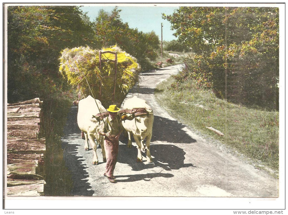 MORVAN  ATTELAGE DE BOEUFS - Attelages