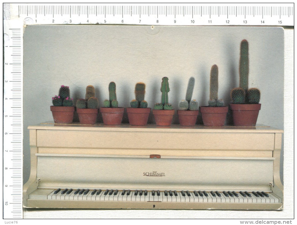 CACTUS     Sur Un    PIANO - Cactusses