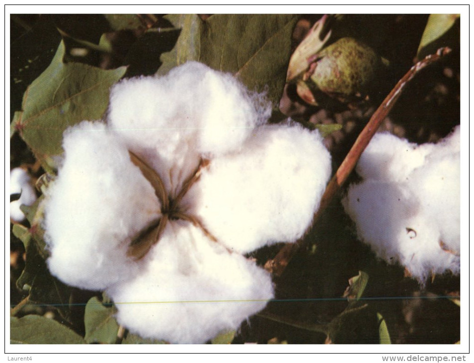 (989) Australia - QLD - Cotton Farming - Cultures