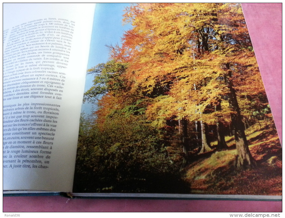 livre LA FORET Le monde des arbres jungle Africaine Amazonie forêt Francaise normande essences forestière mythes métiers