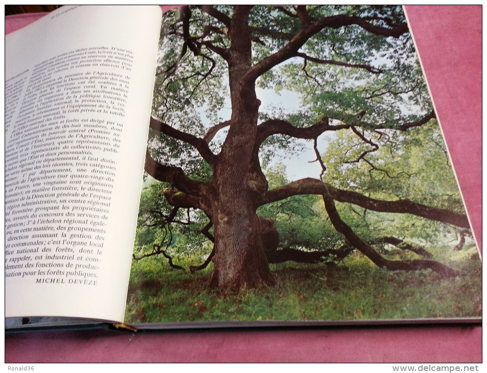 livre LA FORET Le monde des arbres jungle Africaine Amazonie forêt Francaise normande essences forestière mythes métiers