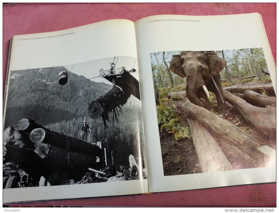 livre LA FORET Le monde des arbres jungle Africaine Amazonie forêt Francaise normande essences forestière mythes métiers