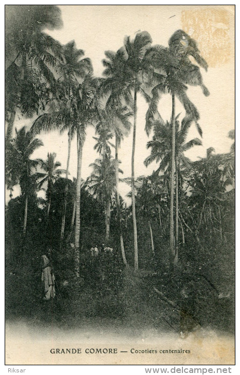 COMORES(ARBRE COCOTIER) - Comorre