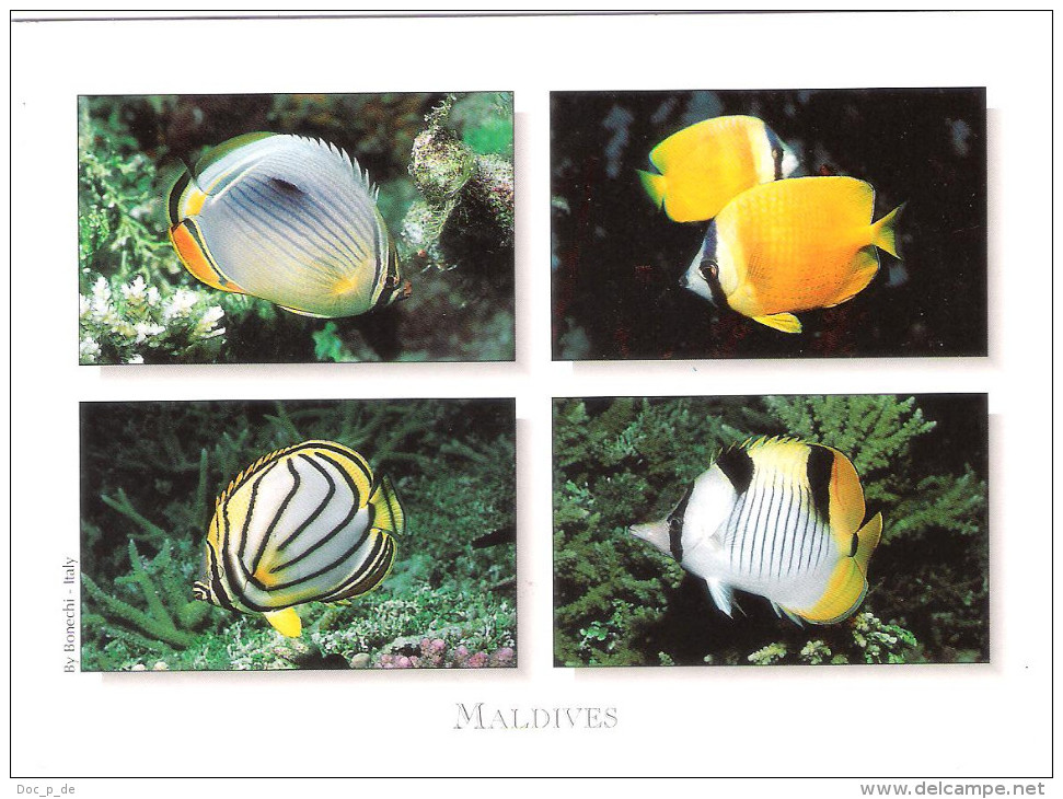 Maldiven - Maldives - Fish - Fisch - Butterflyfish - Underwater -  Nice Stamp - Maldiven