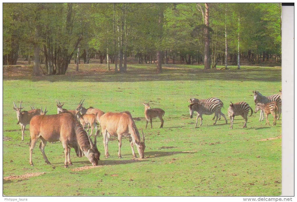 ANIMALES DE AFRICA - Cebras