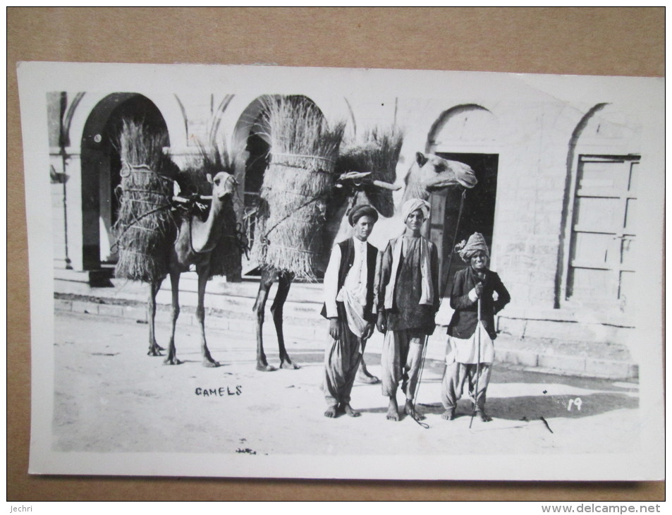 PAKISTAN  CAMELS  CARTE PHOTO - Pakistan