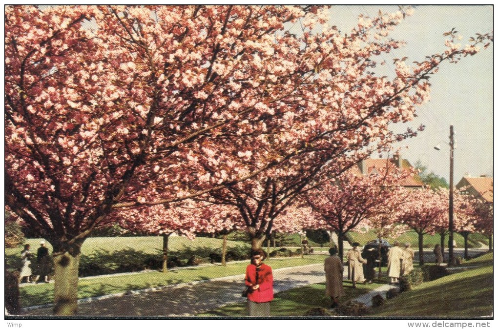 Boitsfort - Le Logis - Cerisiers En Fleurs - Watermael-Boitsfort - Watermaal-Bosvoorde