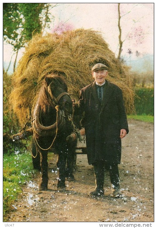 - IRLANDE. - Farmer With Hay Cart Near Athlone, Co. Westmeath. - Carte Postée à CLOCHAN. - Scan Verso - - Autres & Non Classés
