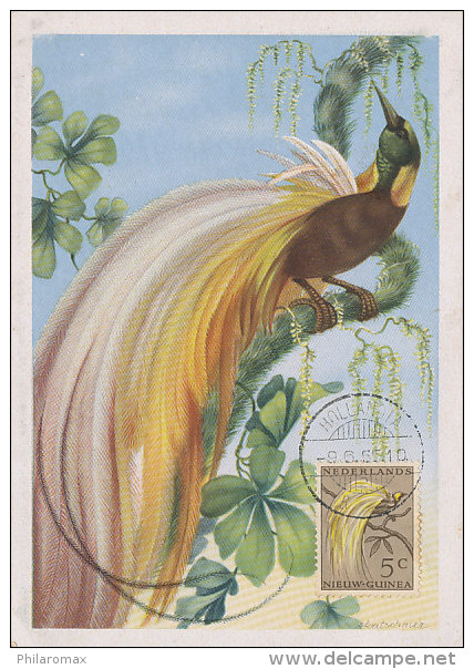 D20700 CARTE MAXIMUM CARD RR 1955 NETHERLANDS NEW GUINEA - BIRD OF PARADISE CP ORIGINAL - Altri & Non Classificati