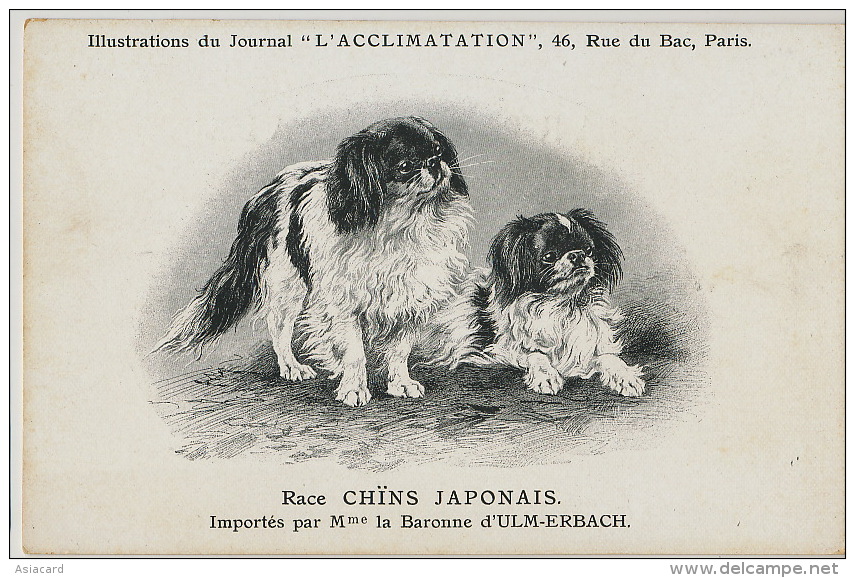 Japanese Dog Breed Chin Imported By Madame La Baronne D' Ulm Erbach - Other & Unclassified