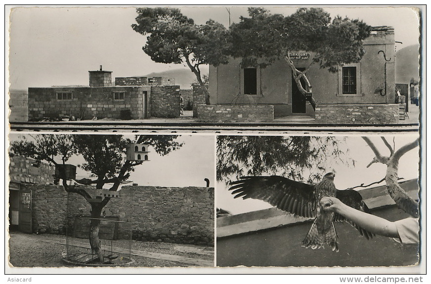 106 Le Poste De Tirkount  Chasse Au Faucon Hawk Falcon Real Photo - El-Oued